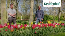 Designer Frans & royal supplier Jan explain how to design Keukenhof – Keukenhof Virtually Open 🌷