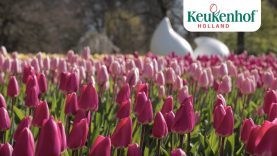 Enjoy this new video of our beautiful park!🌷 – Keukenhof Virtually Open