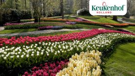 Enjoy this new video of our beautiful park!🌷- Keukenhof Virtually Open