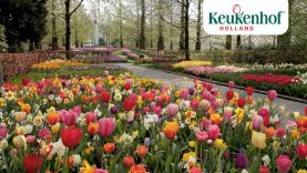 Enjoy this new video of our beautiful park!🌷 – Keukenhof Virtually Open