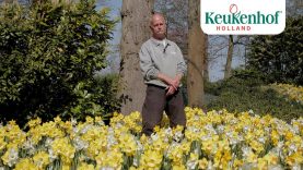 Gardener André will tell you everything about the daffodil – Keukenhof Virtually Open