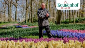 Gardener Owen shows you the most beautiful hyacinths of the park – Keukenhof Virtually Open