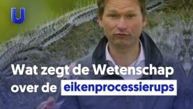 De eikenprocessierups: waarom komen we er niet vanaf?