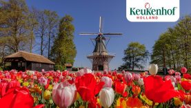 Thank you! We hope to see you in 2021 – Keukenhof Virtually Open