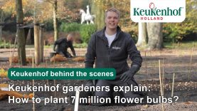 Keukenhof gardeners explain: How to plant 7 million flower bulbs? | Keukenhof🌷