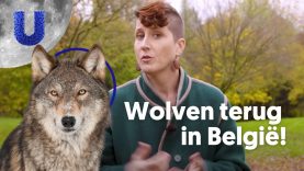 Moeten we blij zijn met wolven?