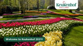 Keukenhof Spring Series part 1 | Keukenhof 2021 🌷