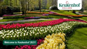 Welcome virtual visitor! | Keukenhof 2021🌷