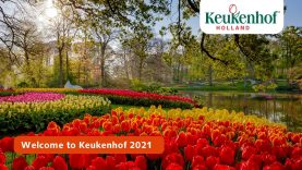 Keukenhof Spring Series part 2 | Keukenhof 2021 🌷