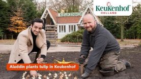 Aladdin plants tulip in Keukenhof!