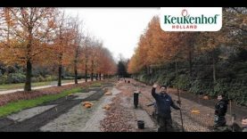 Gardeners are doing their utmost to plant over 300,000 flower bulbs in Beech Avenue! – Keukenhof