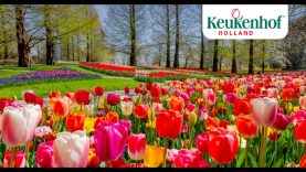 Keukenhof 2021: full in bloom, and different every week. We hope to see you in spring!