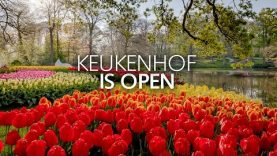 First visitors of 2022 in Keukenhof!🌷