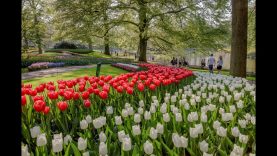 A beautiful day in Keukenhof 2022 🌷