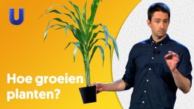 Hoe kan je planten sneller doen groeien?