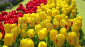 Visitors enjoy a colourful day in Keukenhof!