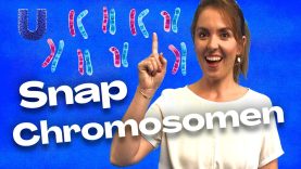 Waarom zijn mannen anders dan vrouwen? #WetenSNAP #chromosomen