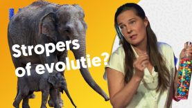 Waarom worden er minder olifanten met slagtanden geboren?