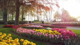 Keukenhof 2023 by drone!