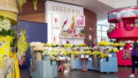 Keukenhof 2023 – Daffodil flowershow