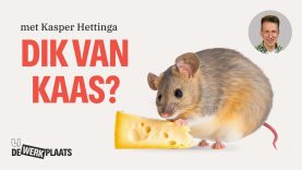 Is kaas ongezond?