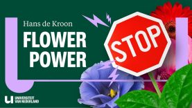 Bloemen zorgen dat onze dijken niet breken!