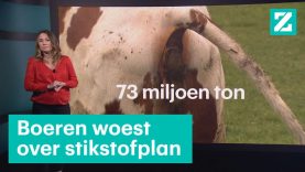 Stikstofprobleem in beeld: 7 keer meer vee dan inwoners • Z zoekt uit