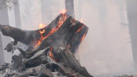 How Climate Change Fuels Wildfires | Global Citizen Explains