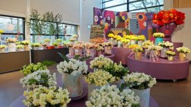 Our blue muscari river and beautiful daffodil show – Keukenhof 2024