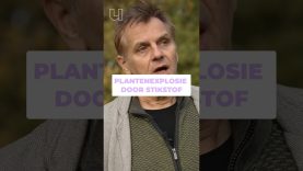 Reusachtige planten door teveel stikstof