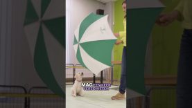 Een hulphond? Dat is keihard werken