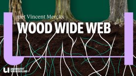 Hoe bomen in het geheim met elkaar praten