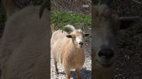 These Goats Are…Landscapers?! #shorts