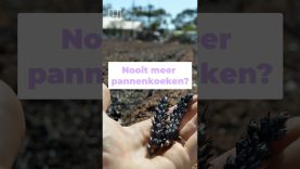 Mislukte oogsten door klimaatverandering