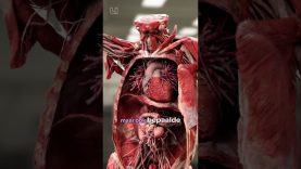 Wist je dat je je hele lichaam kunt doneren aan de wetenschap?