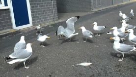 De snijtafel – De meeste mensen deugen (#73.4)