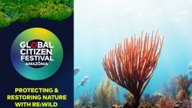 Re:wild on Protecting and Restoring Nature | Global Citizen Festival: Amazônia 2025